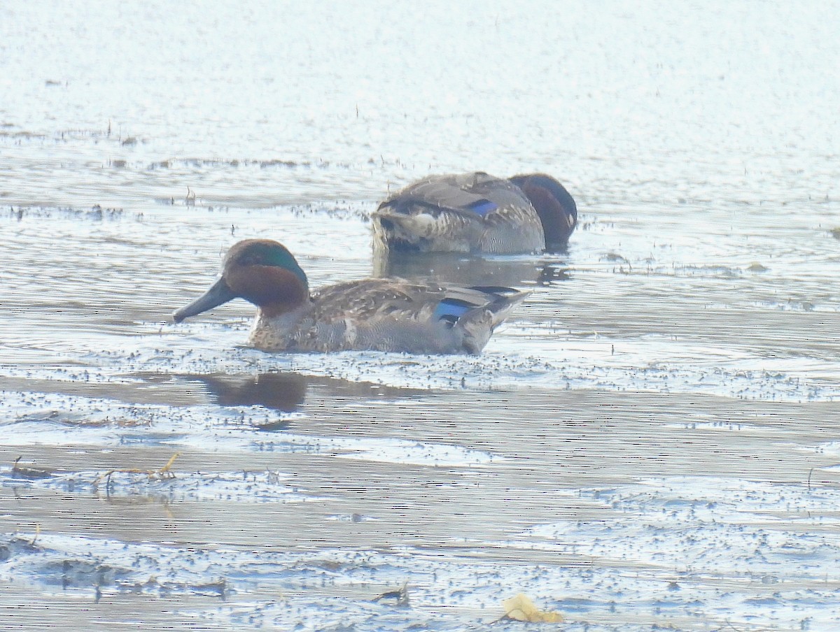 Ногоохон нугас - ML630346486