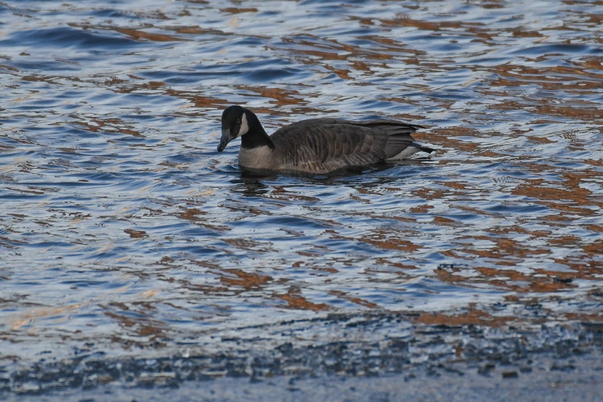 Canada Goose - ML630346527