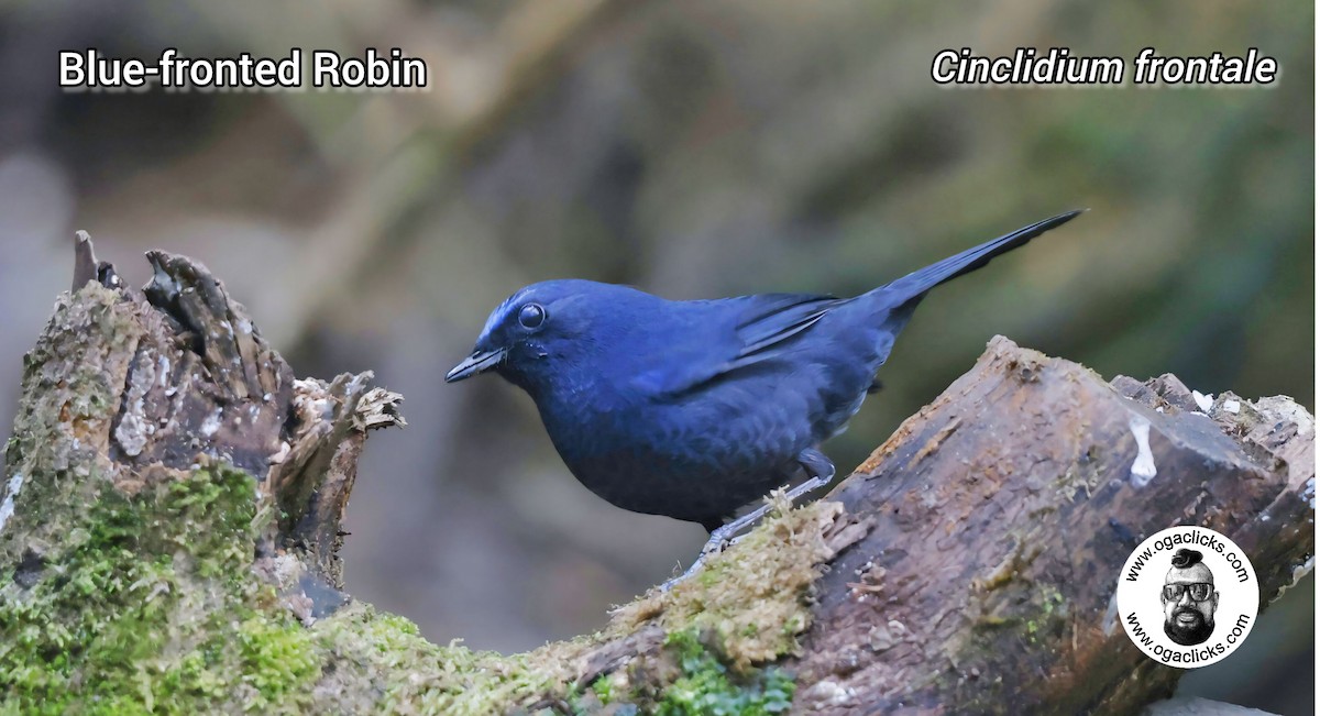 Blue-fronted Robin - ML630346534