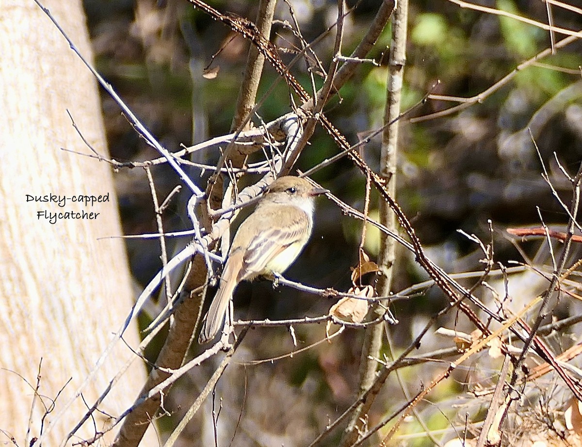Dusky-capped Flycatcher - ML630346608