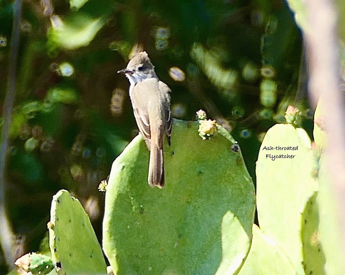 Ash-throated Flycatcher - ML630346632