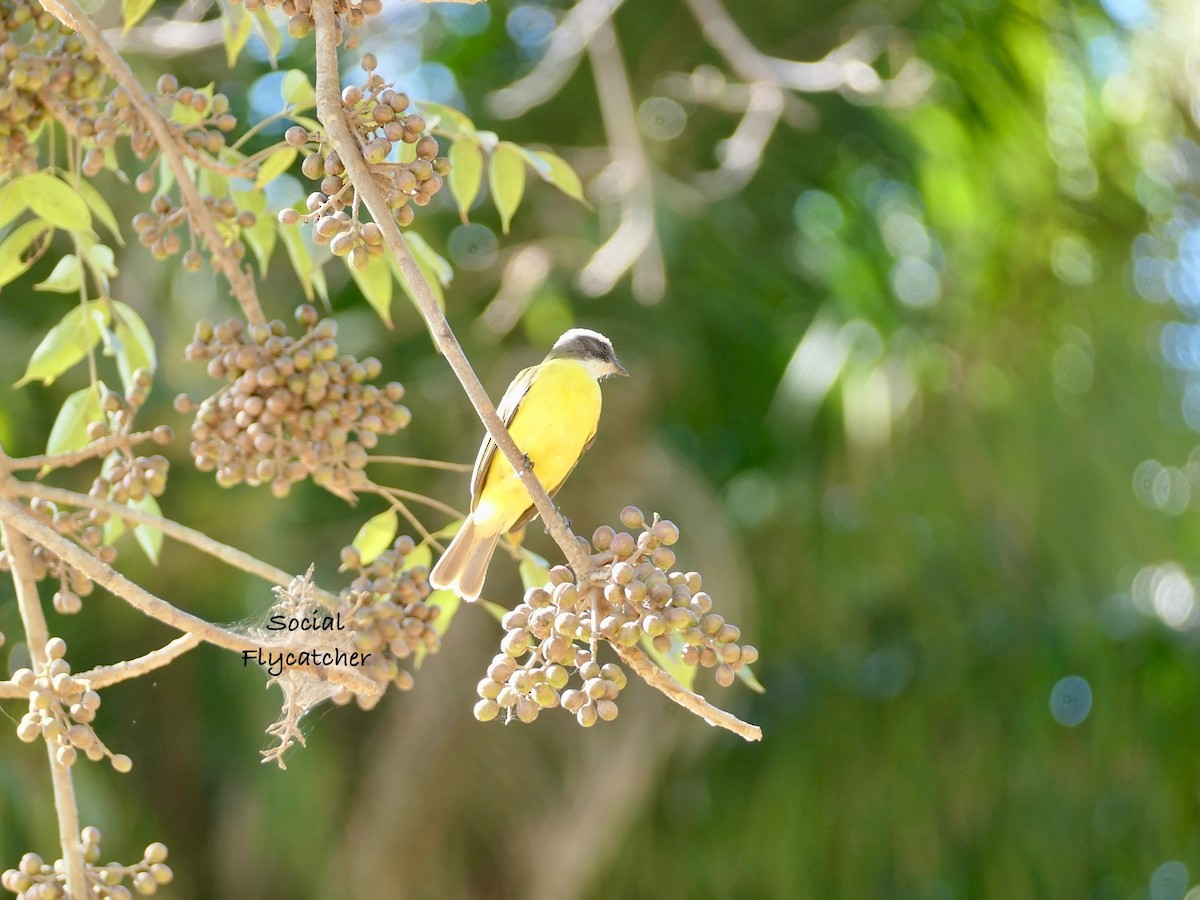 Social Flycatcher - ML630346638
