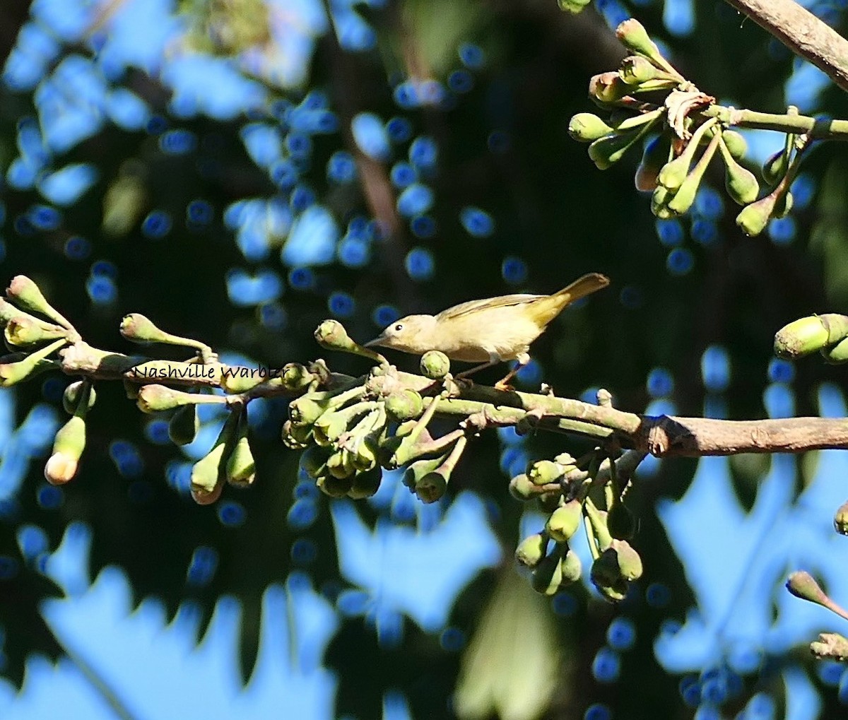 Nashville Warbler - ML630346649