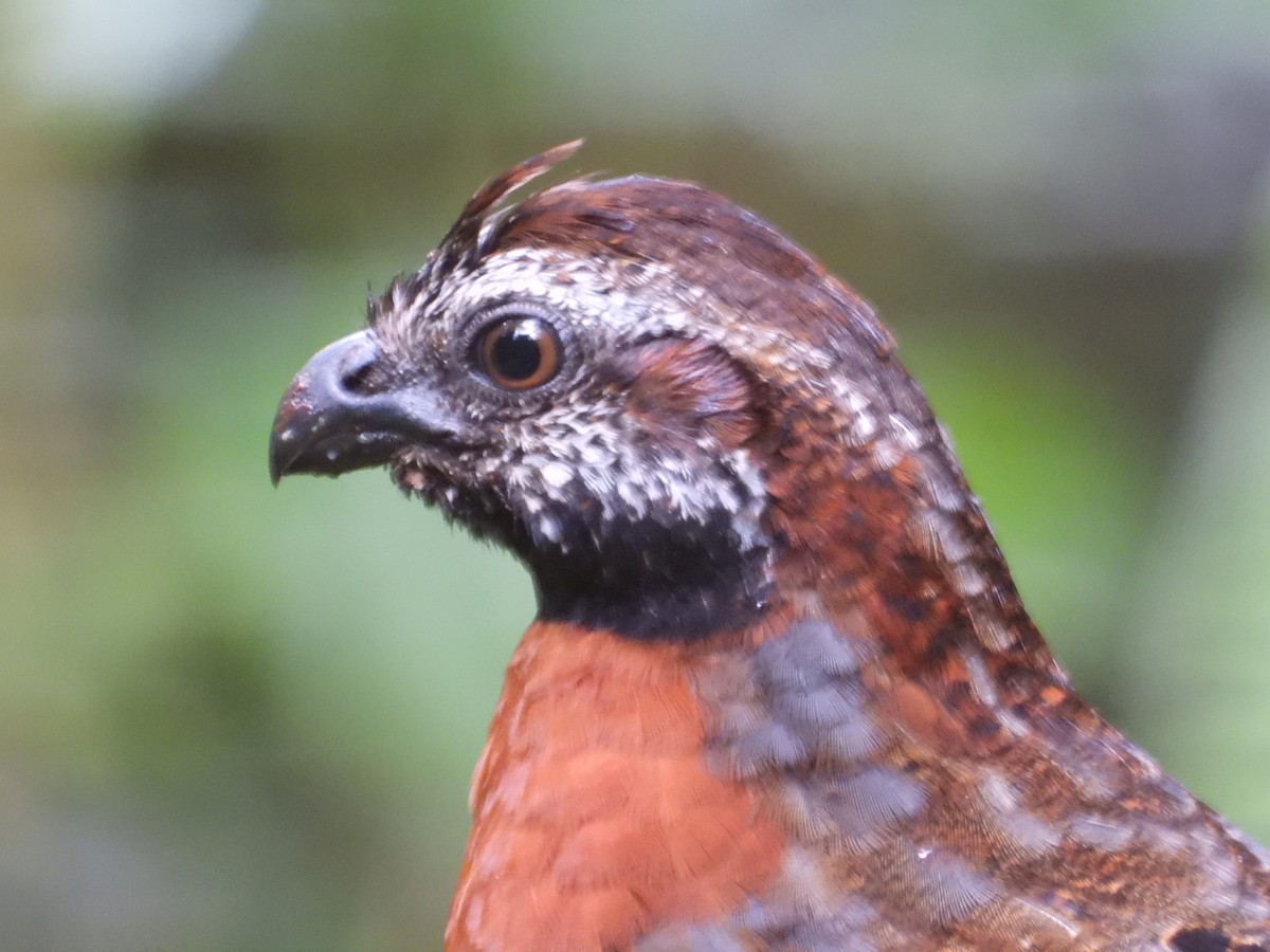 Rufous-breasted Wood-Quail - ML630346775