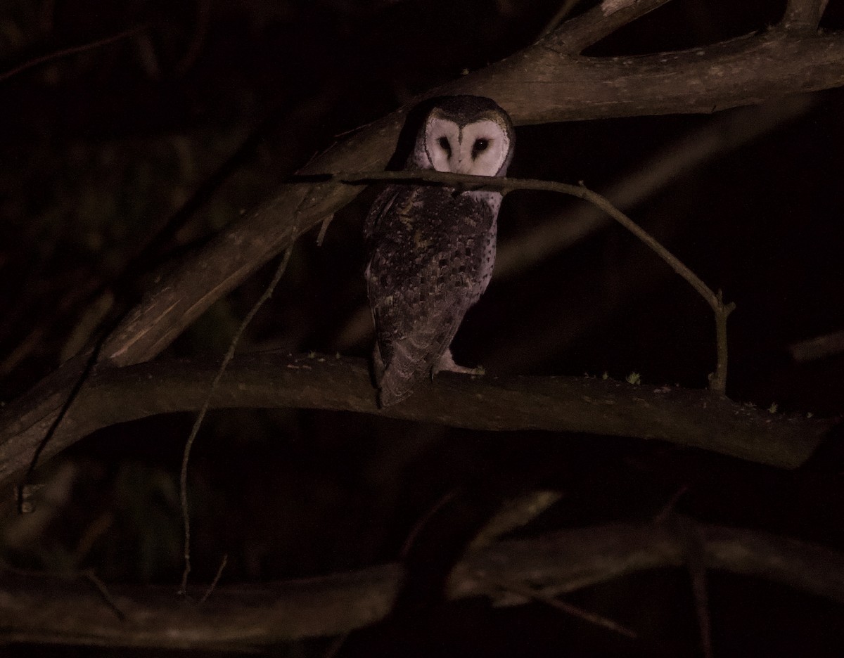 Australian Masked-Owl - ML630346875
