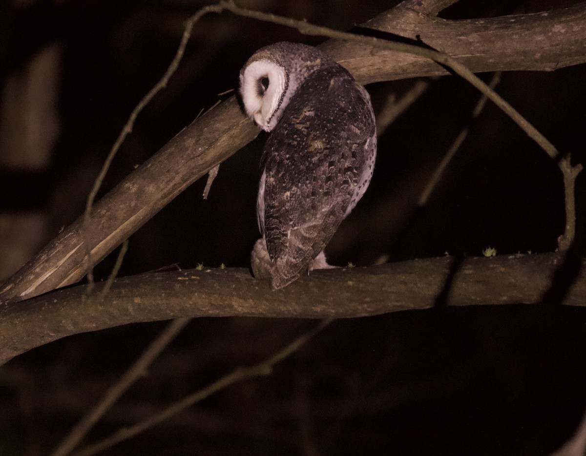 Australian Masked-Owl - ML630346920