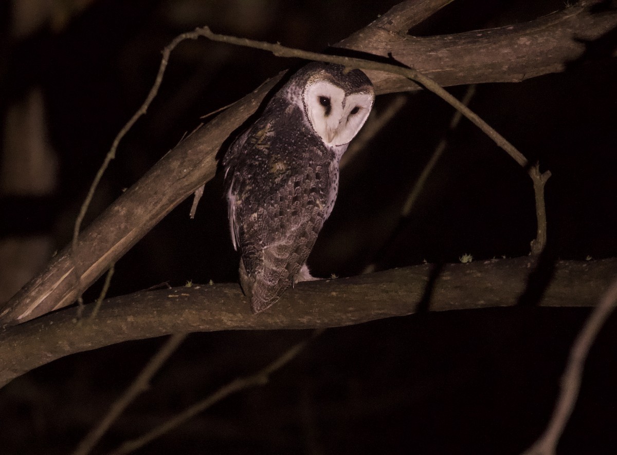 Australian Masked-Owl - ML630346946