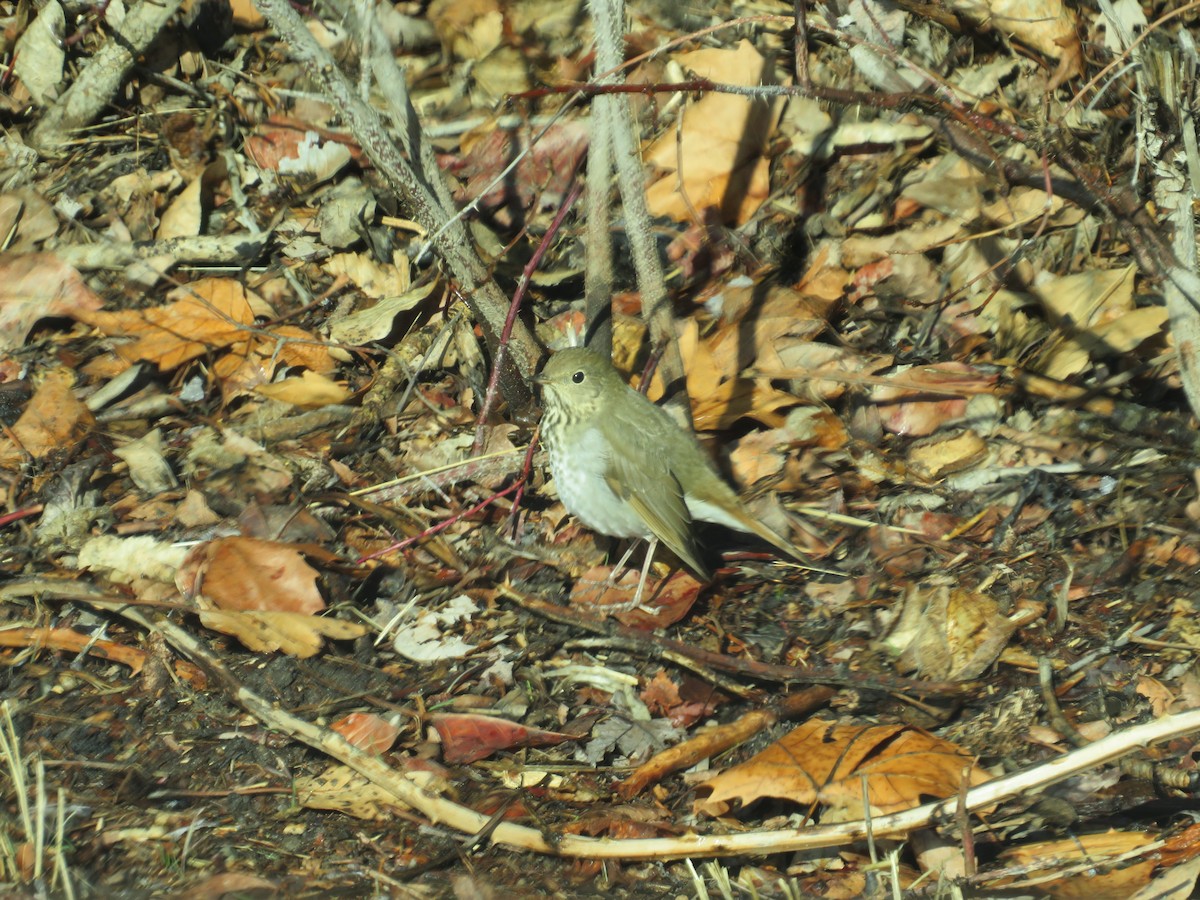 Hermit Thrush - ML630347226