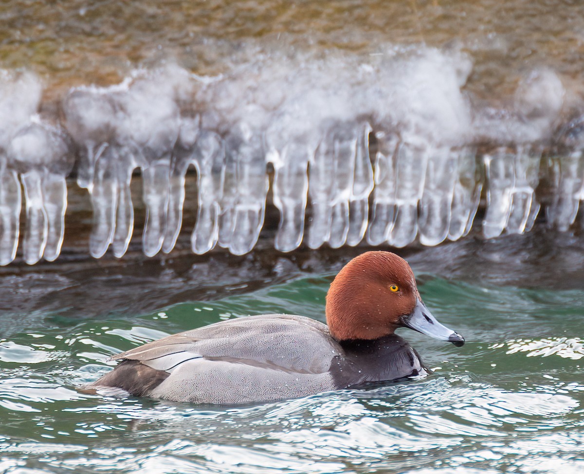 Redhead - ML630347234