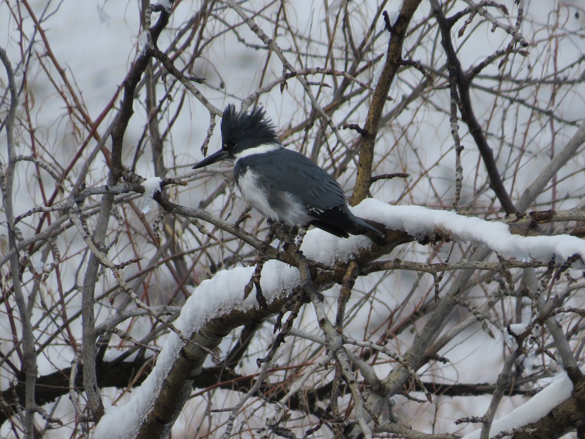 Belted Kingfisher - ML630347248