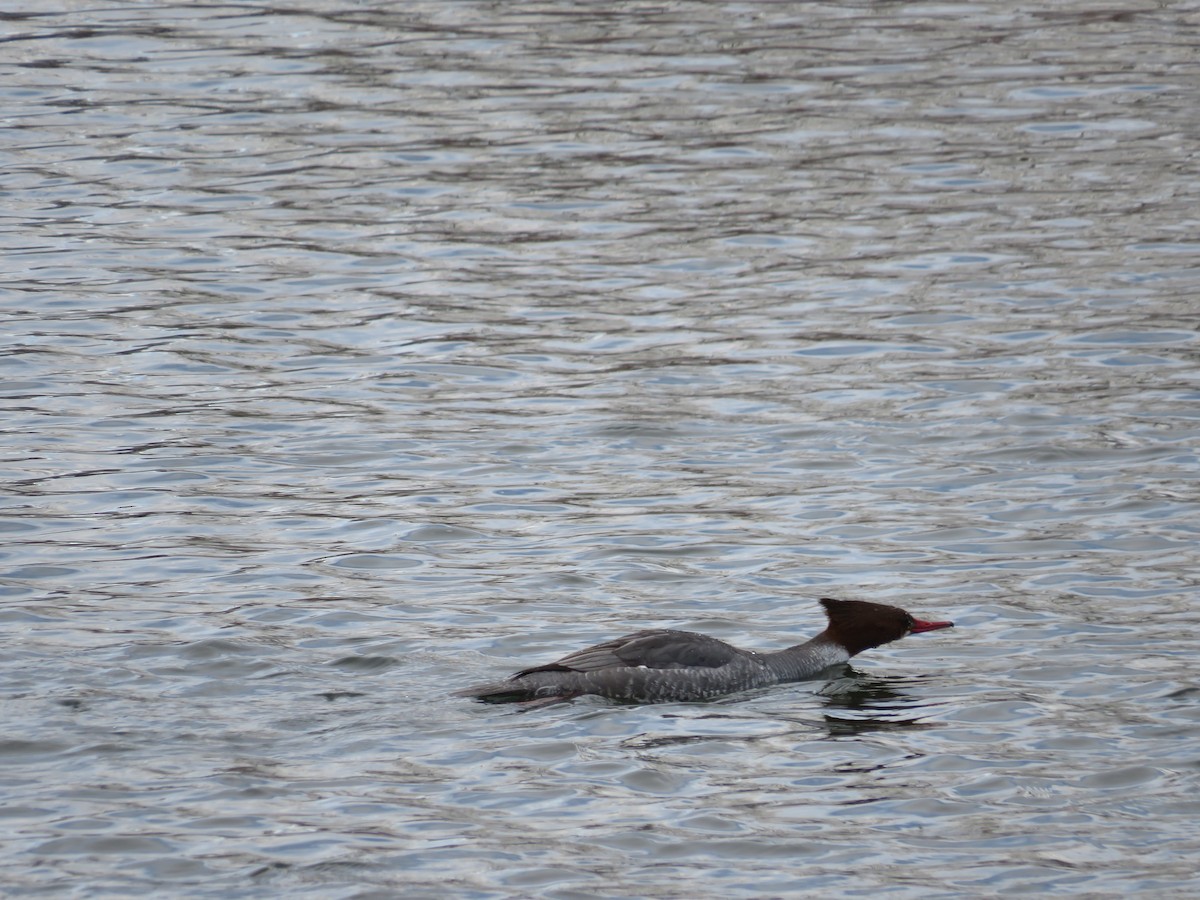 Common Merganser - ML630347257