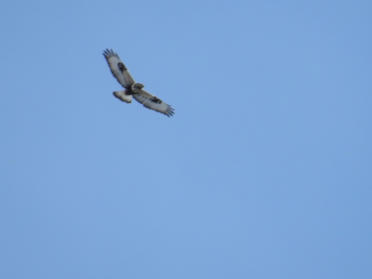 Rough-legged Hawk - ML630347279