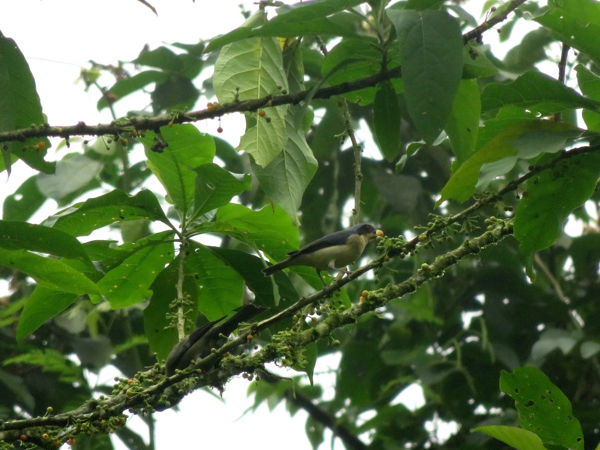 Fawn-breasted Tanager - ML630347409