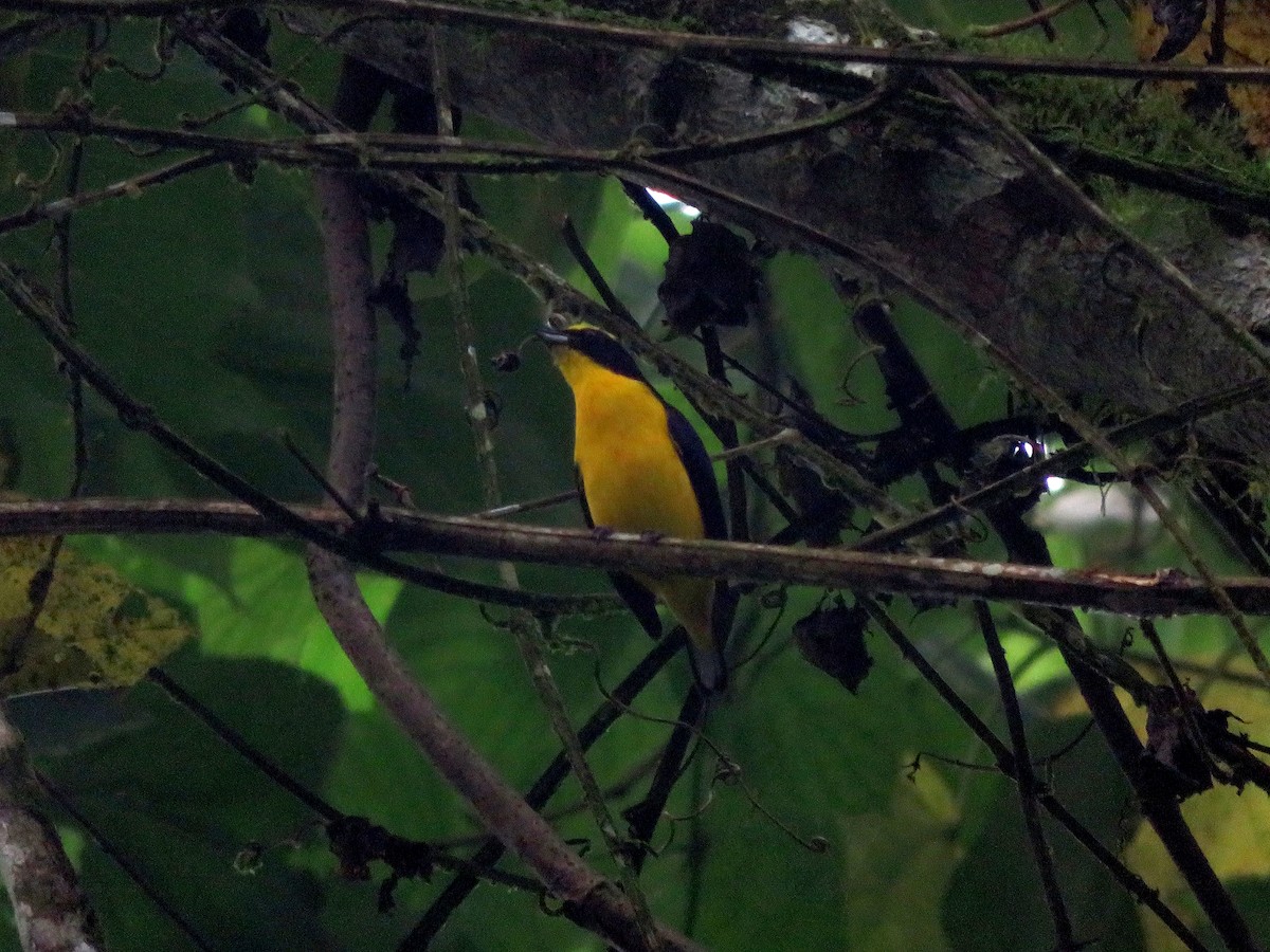 Thick-billed Euphonia - ML630347455