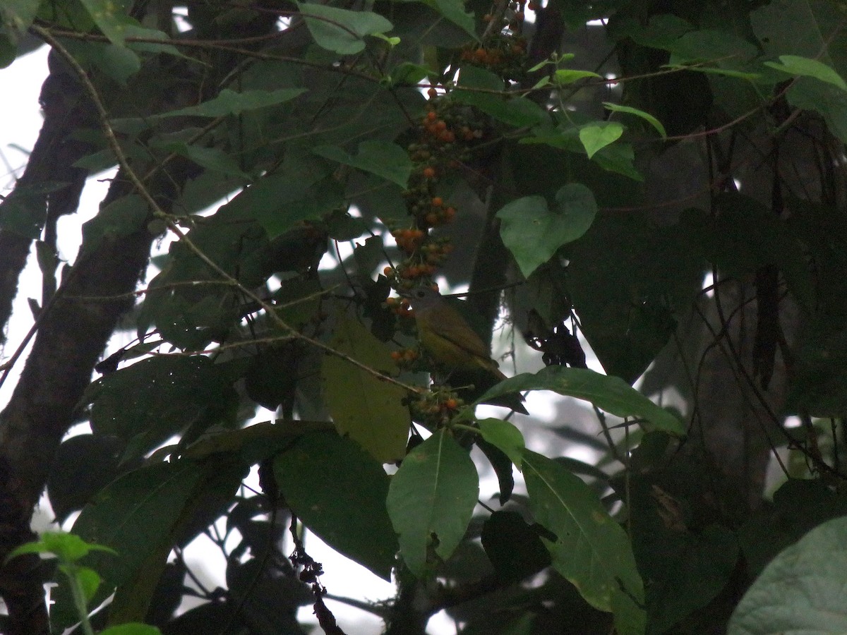 White-shouldered Tanager - ML630347598