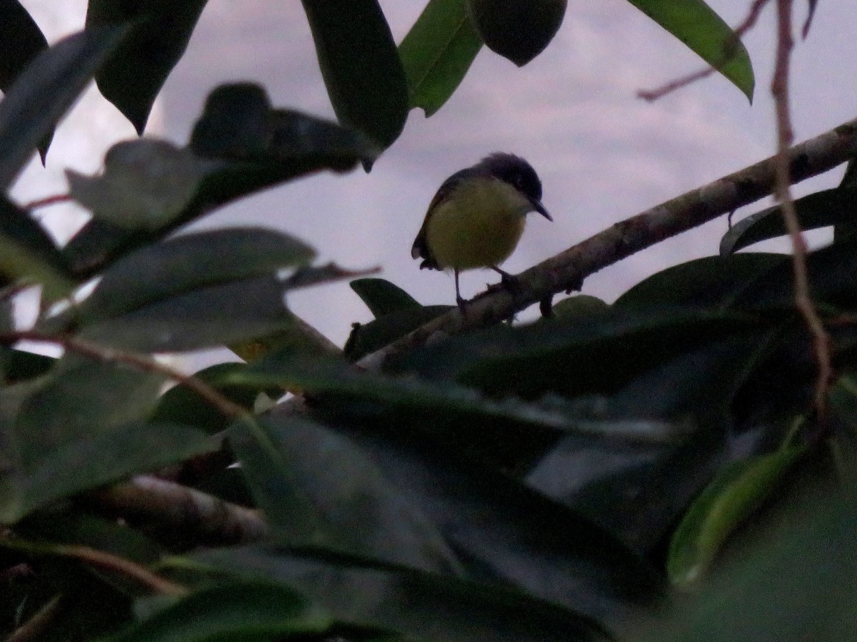 Common Tody-Flycatcher - ML630347663
