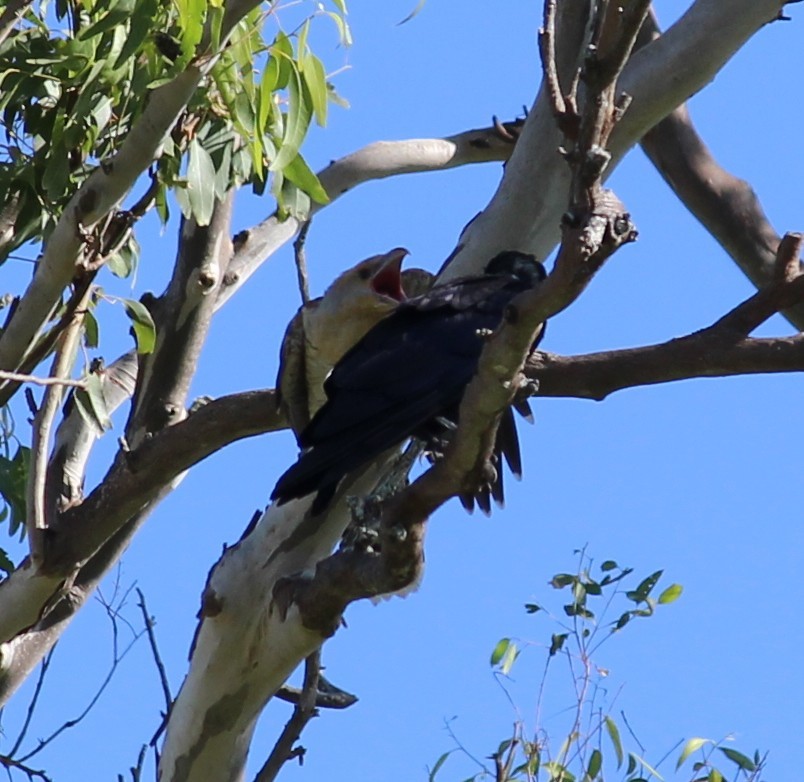 オオオニカッコウ - ML630347842