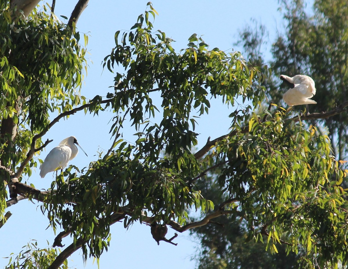 オーストラリアヘラサギ - ML630347940