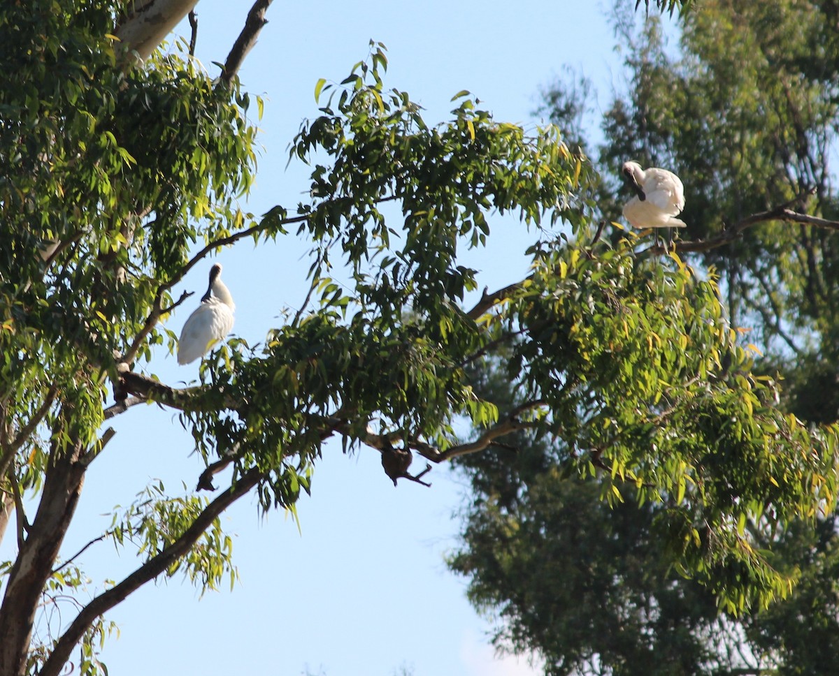 オーストラリアヘラサギ - ML630347961