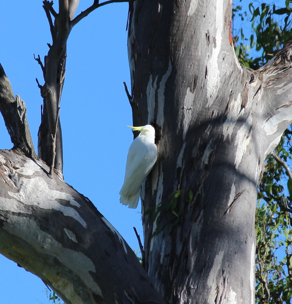 キバタン - ML630347978