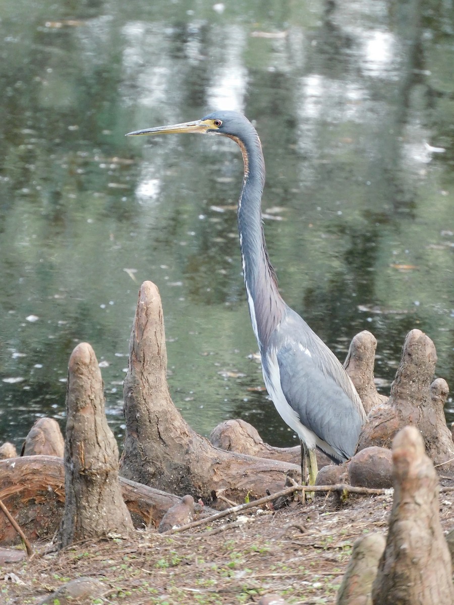 Tricolored Heron - Lehman Ellis