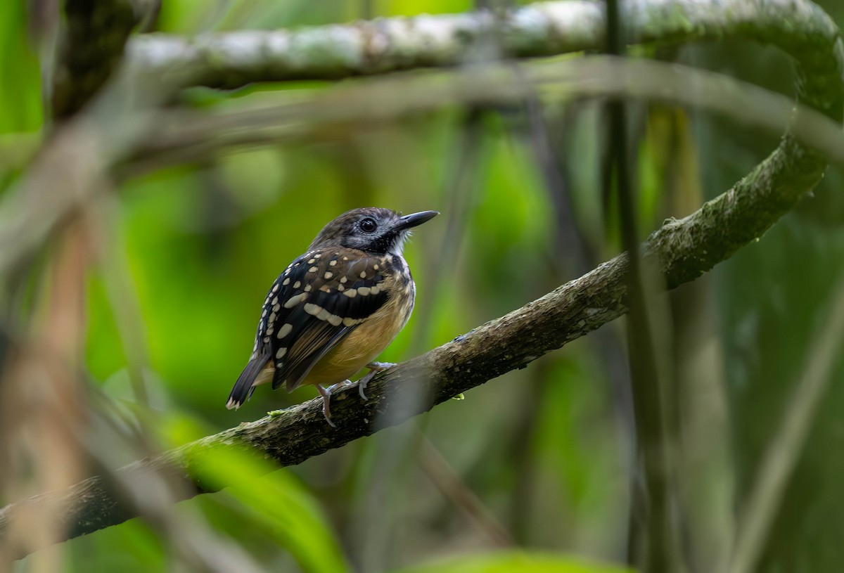 Dot-backed Antbird - ML630348138