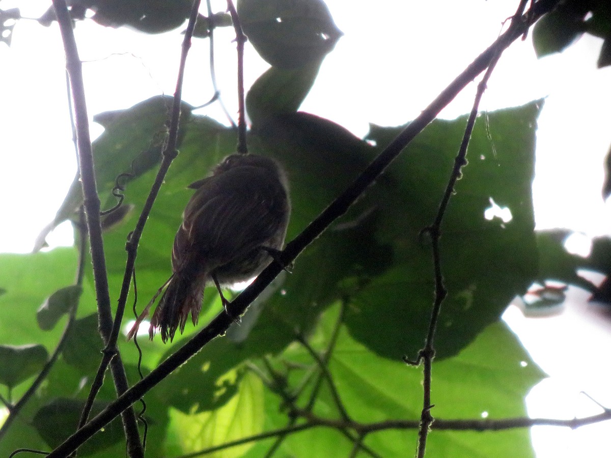 Brownish Twistwing - ML630348201