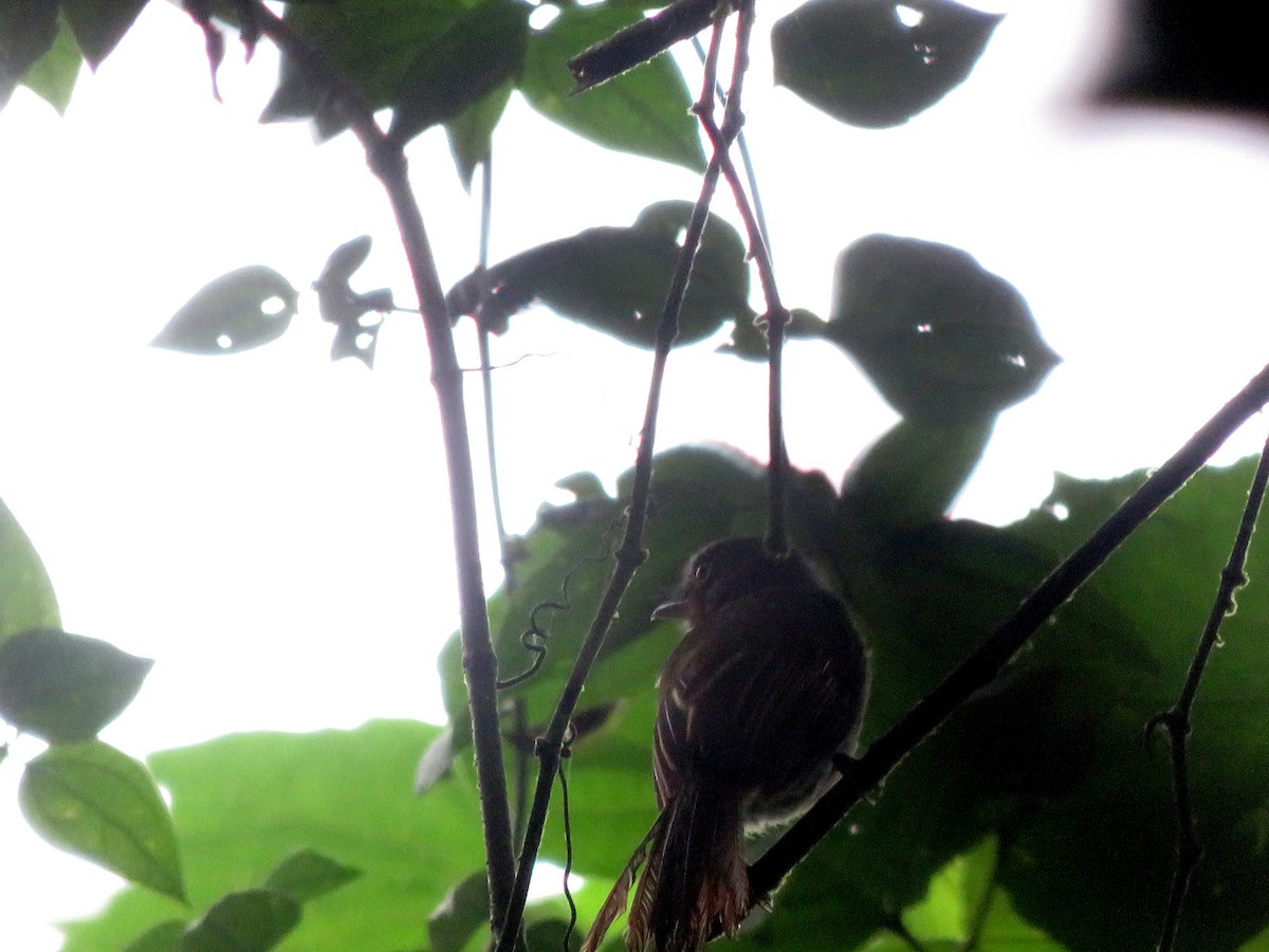 Brownish Twistwing - ML630348202