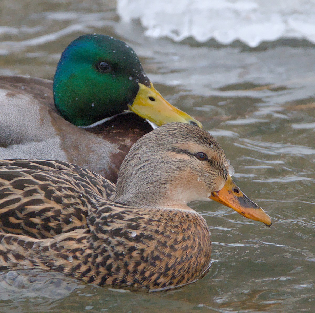 Canard colvert - ML630348274