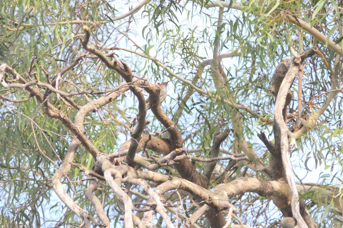 Little Wattlebird - ML630348332