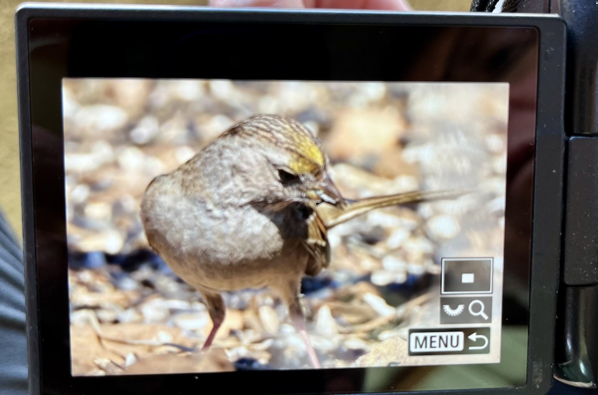 Golden-crowned Sparrow - ML630348353