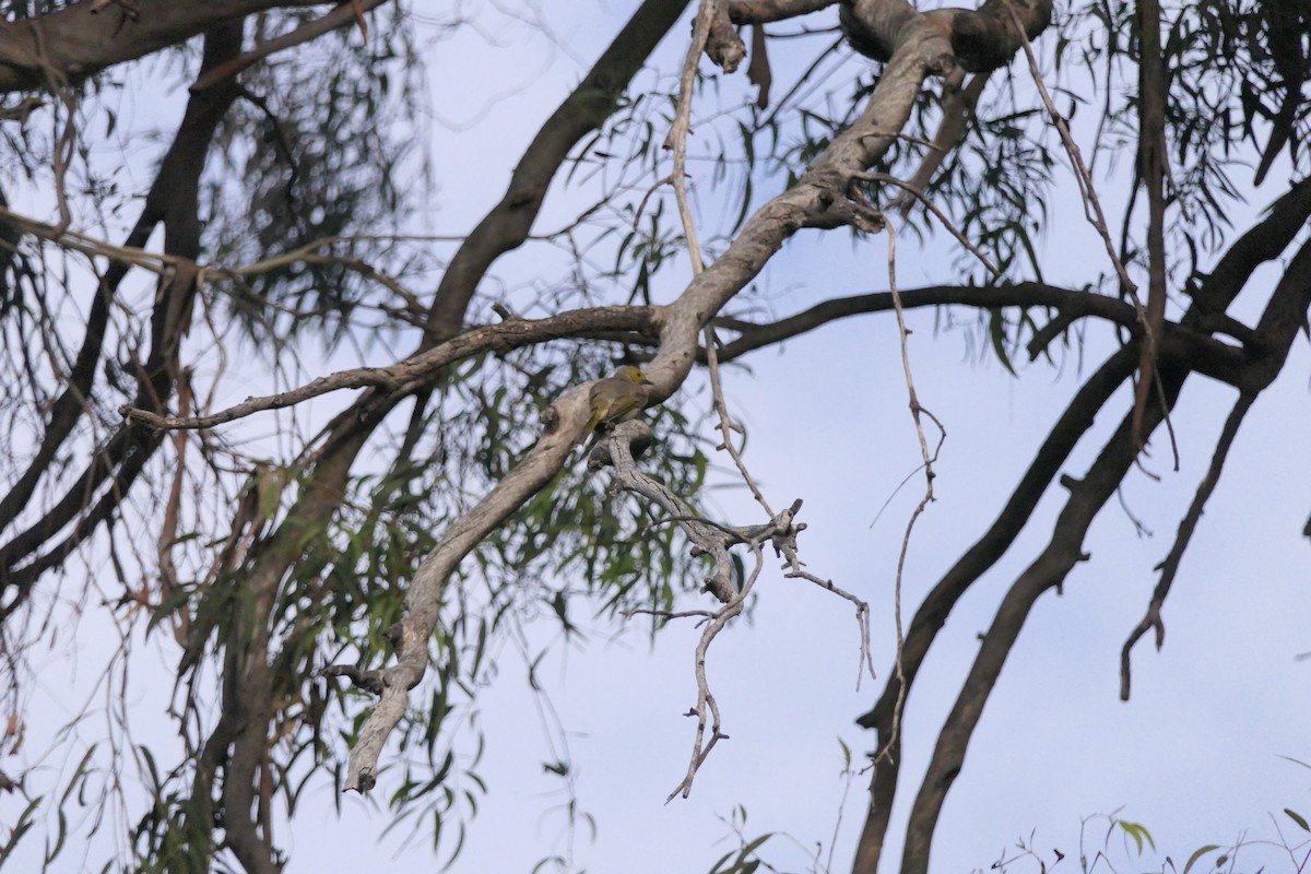 White-plumed Honeyeater - ML630348370