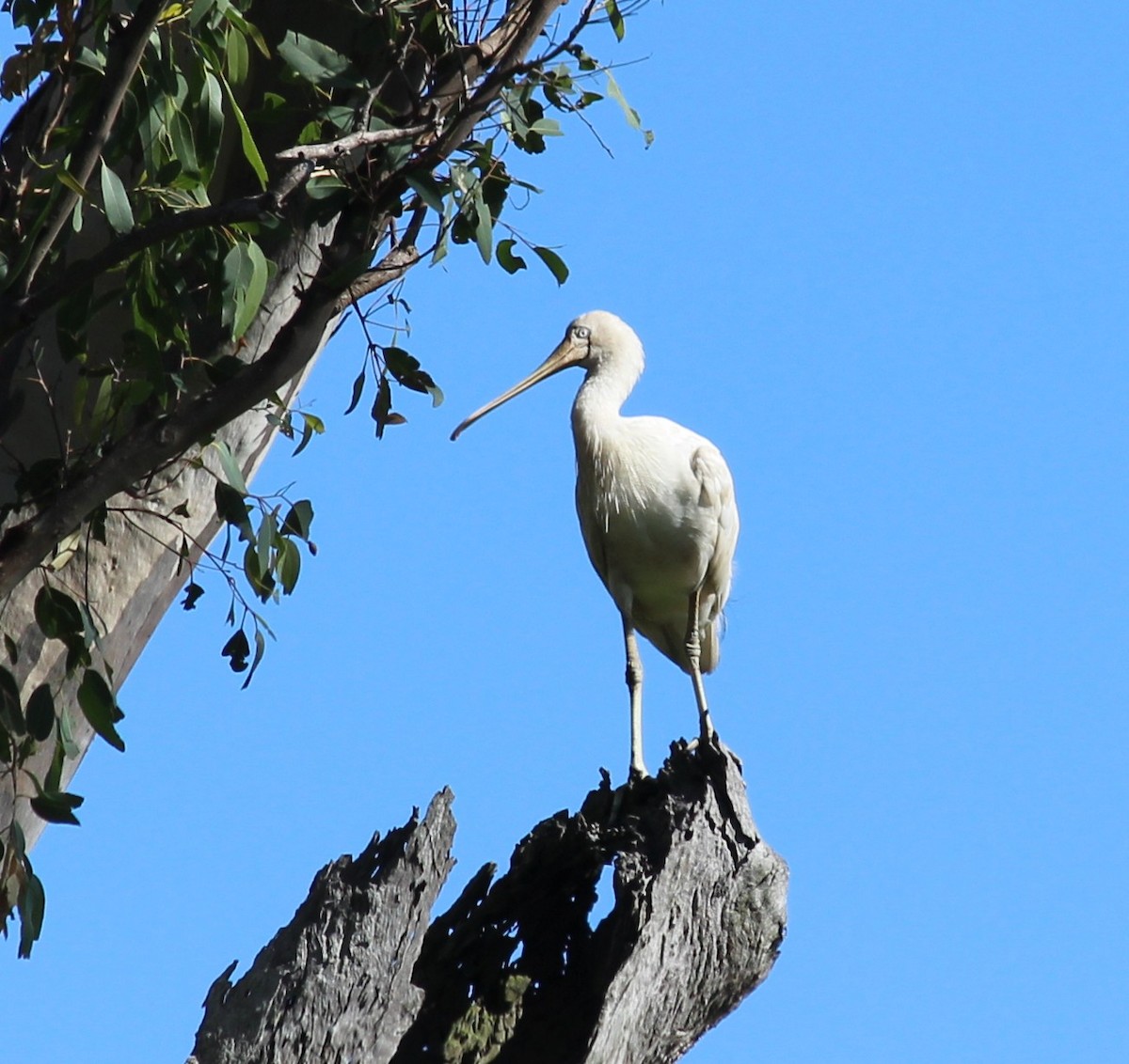 キバシヘラサギ - ML630348430