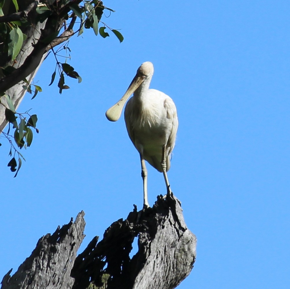 キバシヘラサギ - ML630348442