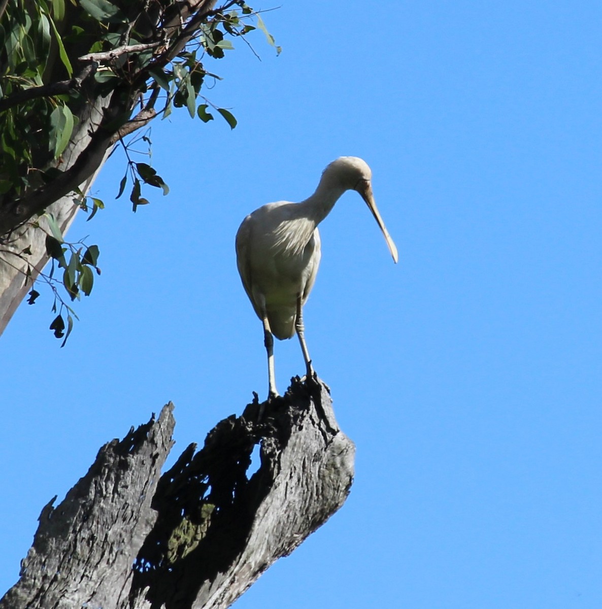 キバシヘラサギ - ML630348445