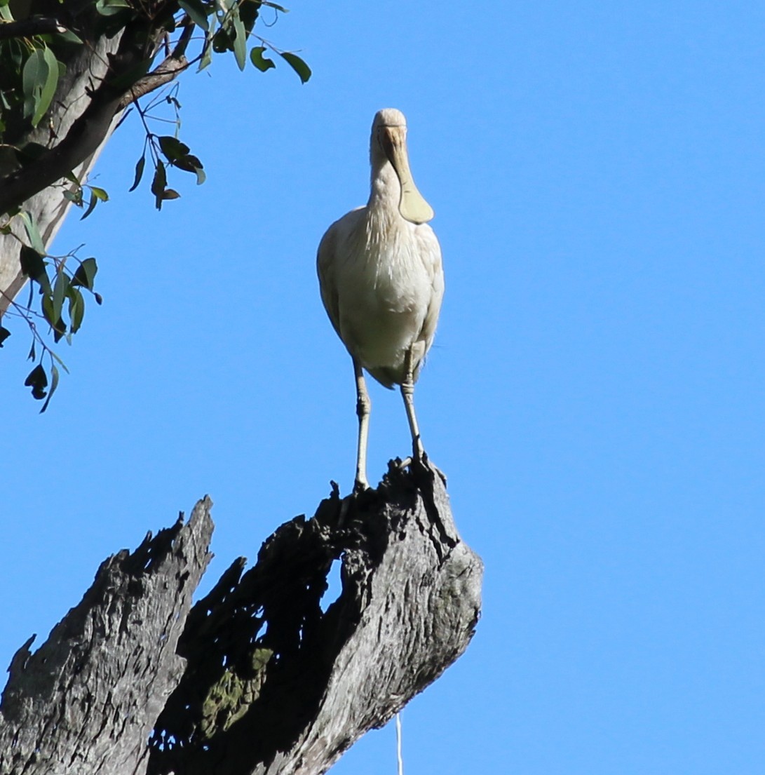 キバシヘラサギ - ML630348446