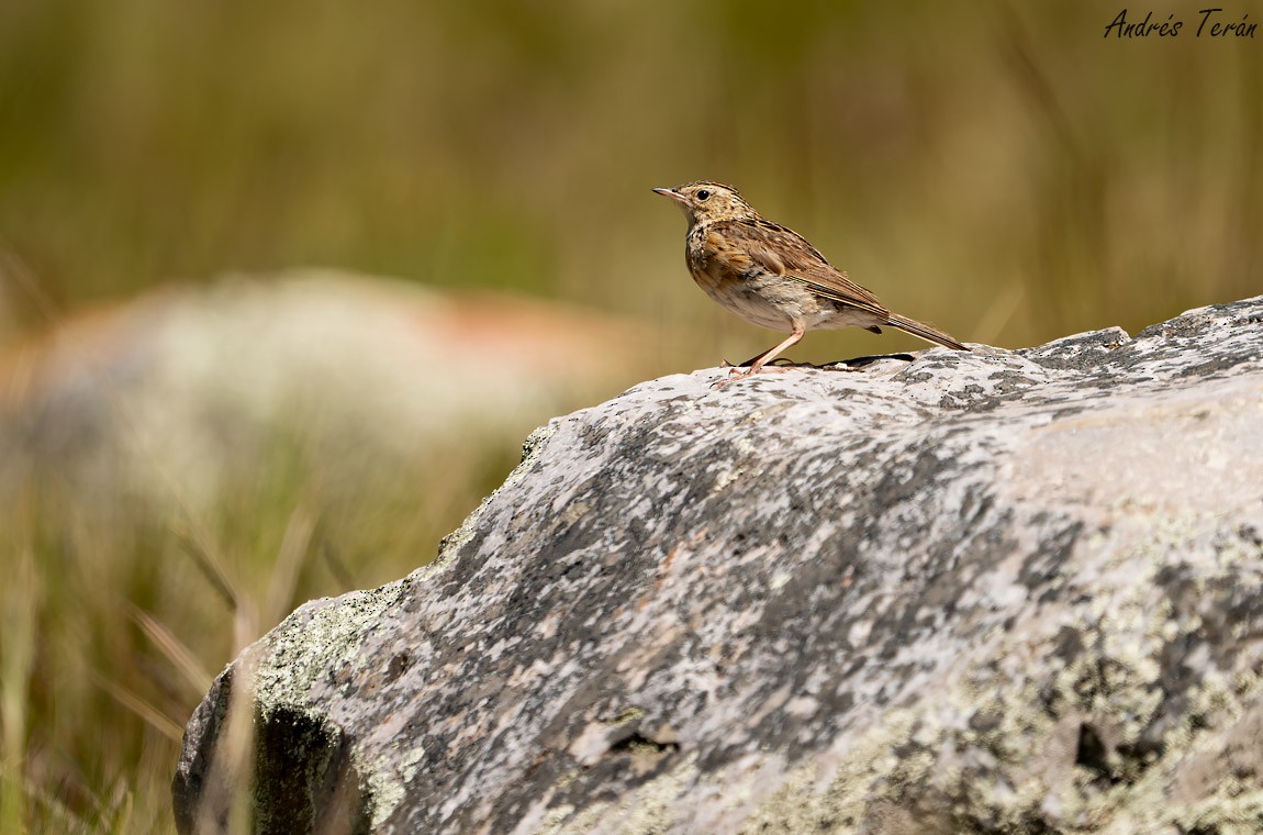 Paramo Pipit - ML630348502