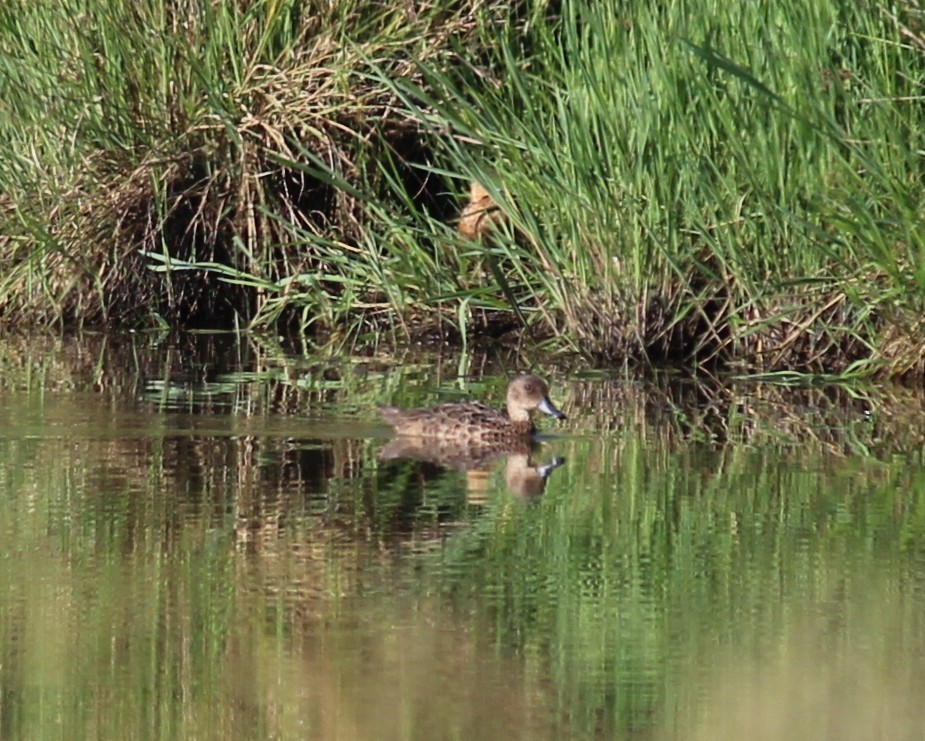 ハイイロコガモ - ML630348511