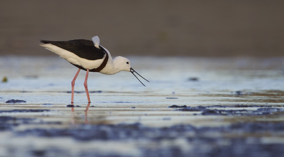Banded Stilt - Tom Barisic