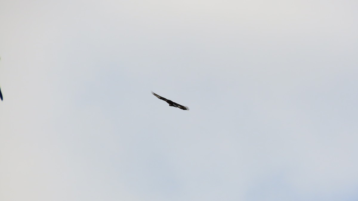 Hook-billed Kite - ML630348556