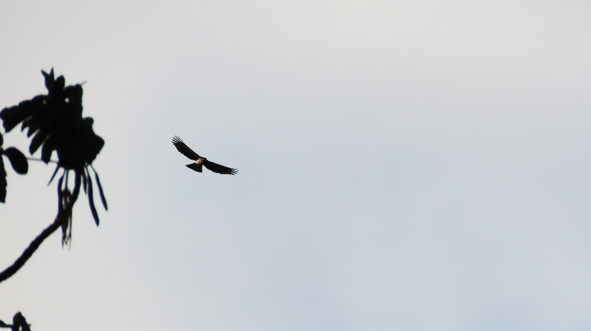 Hook-billed Kite - ML630348557