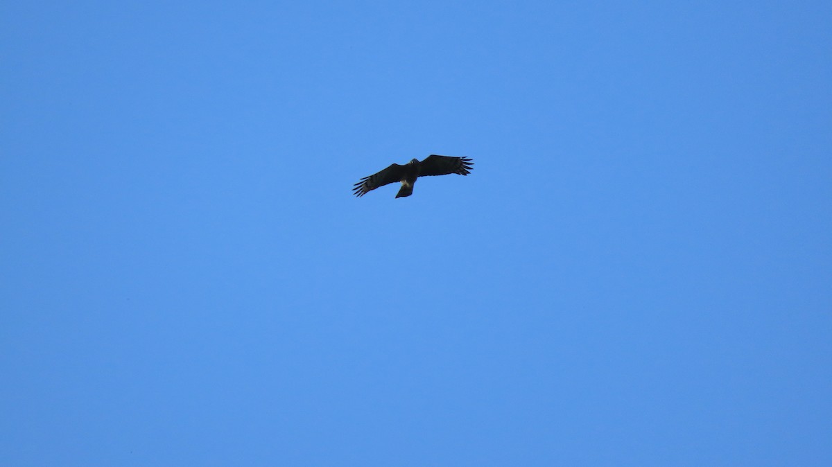Hook-billed Kite - ML630348558