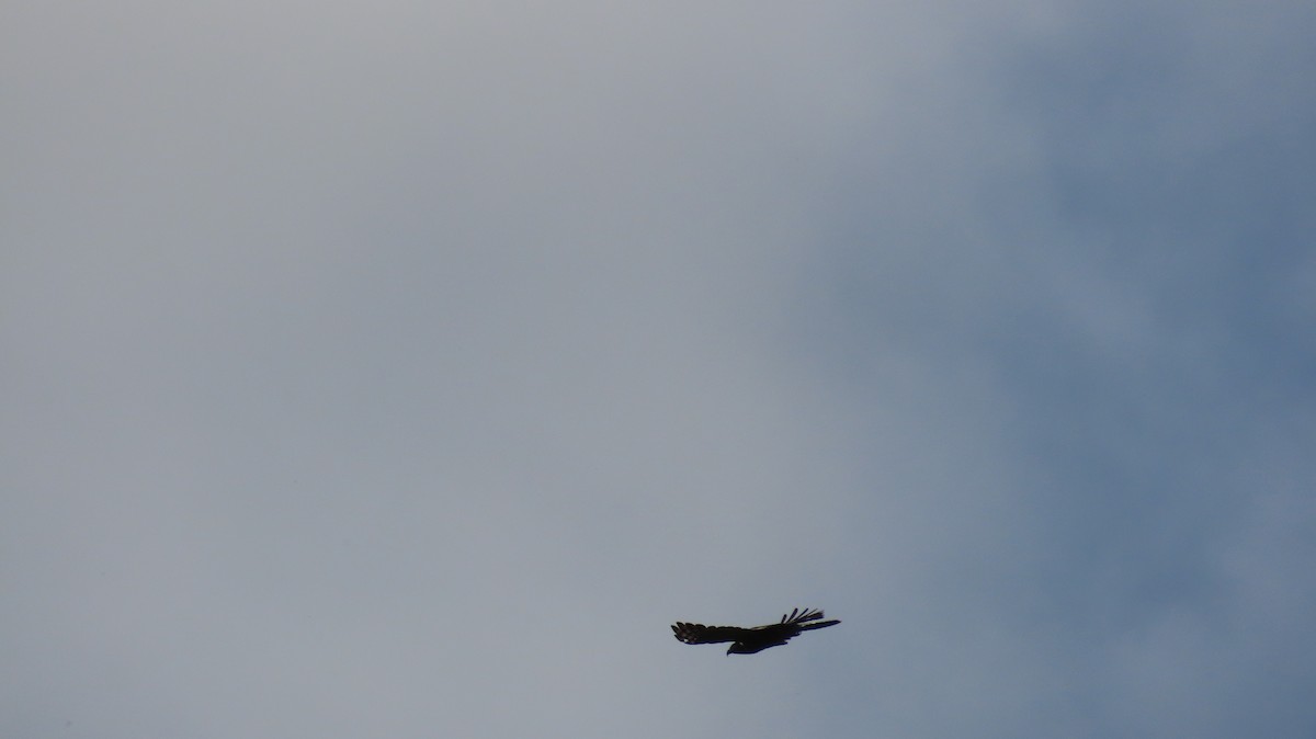 Hook-billed Kite - ML630348559