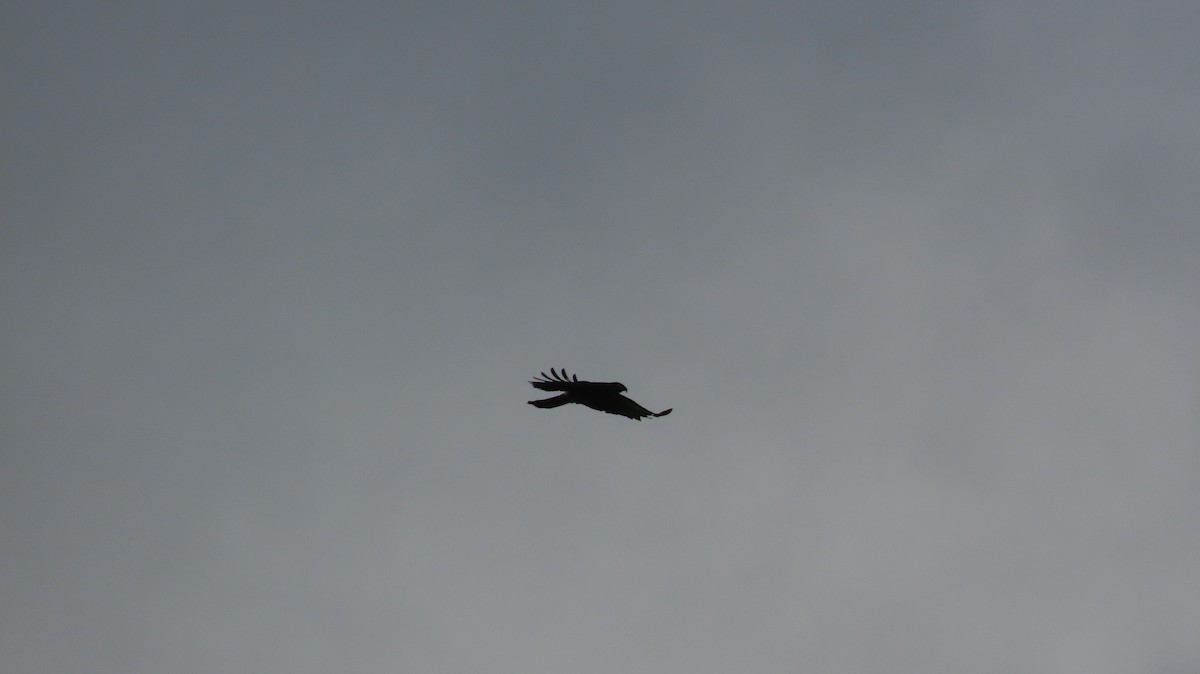 Hook-billed Kite - ML630348560