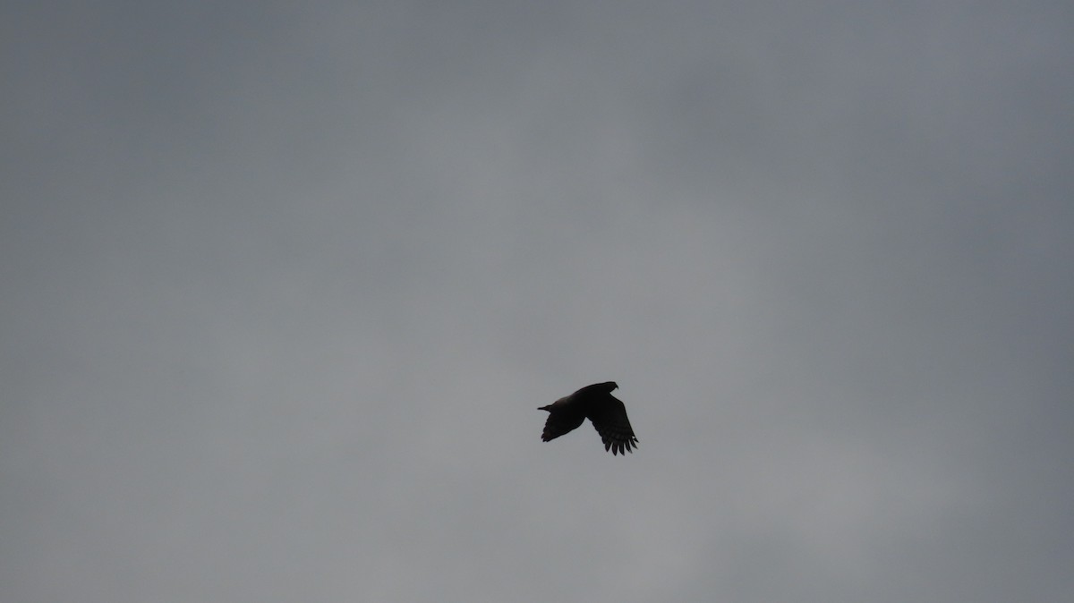 Hook-billed Kite - ML630348561