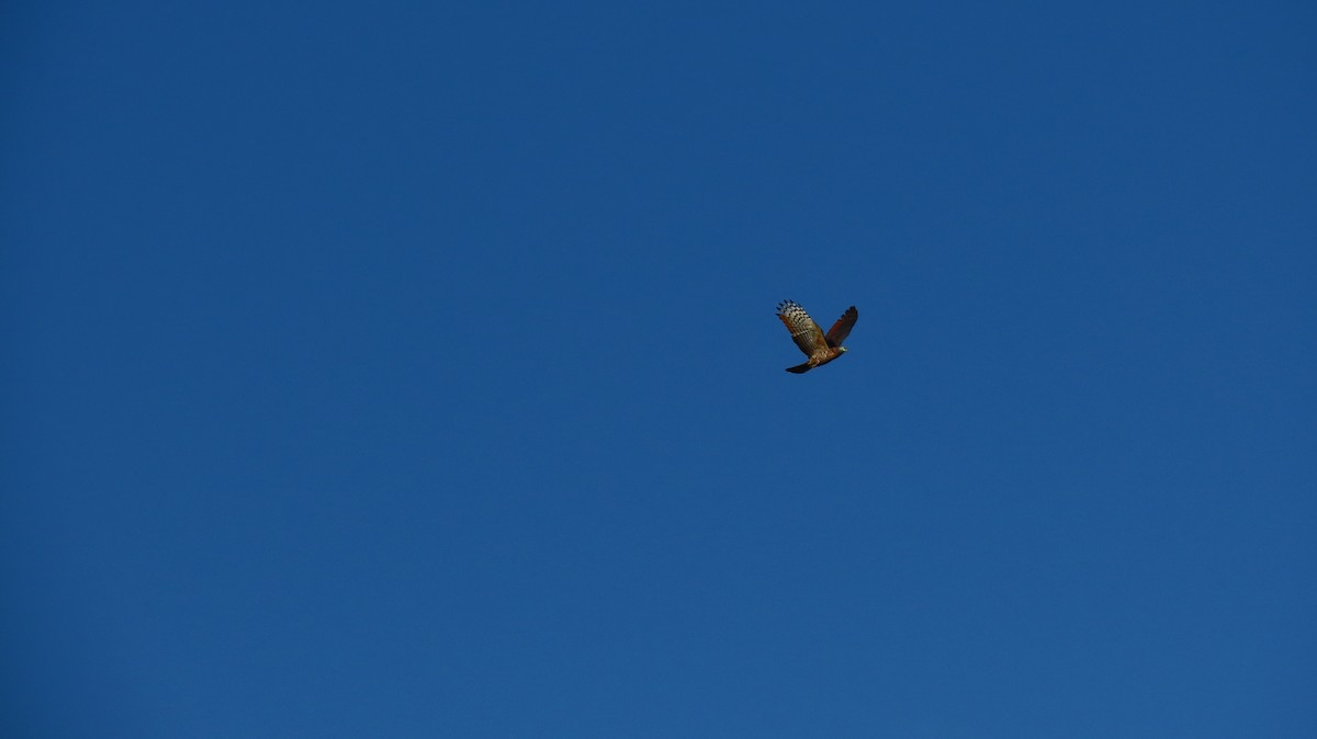 Hook-billed Kite - ML630348562
