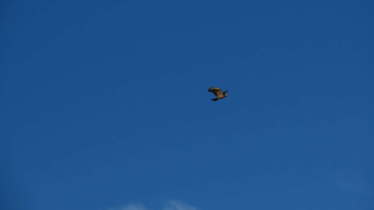 Hook-billed Kite - ML630348563