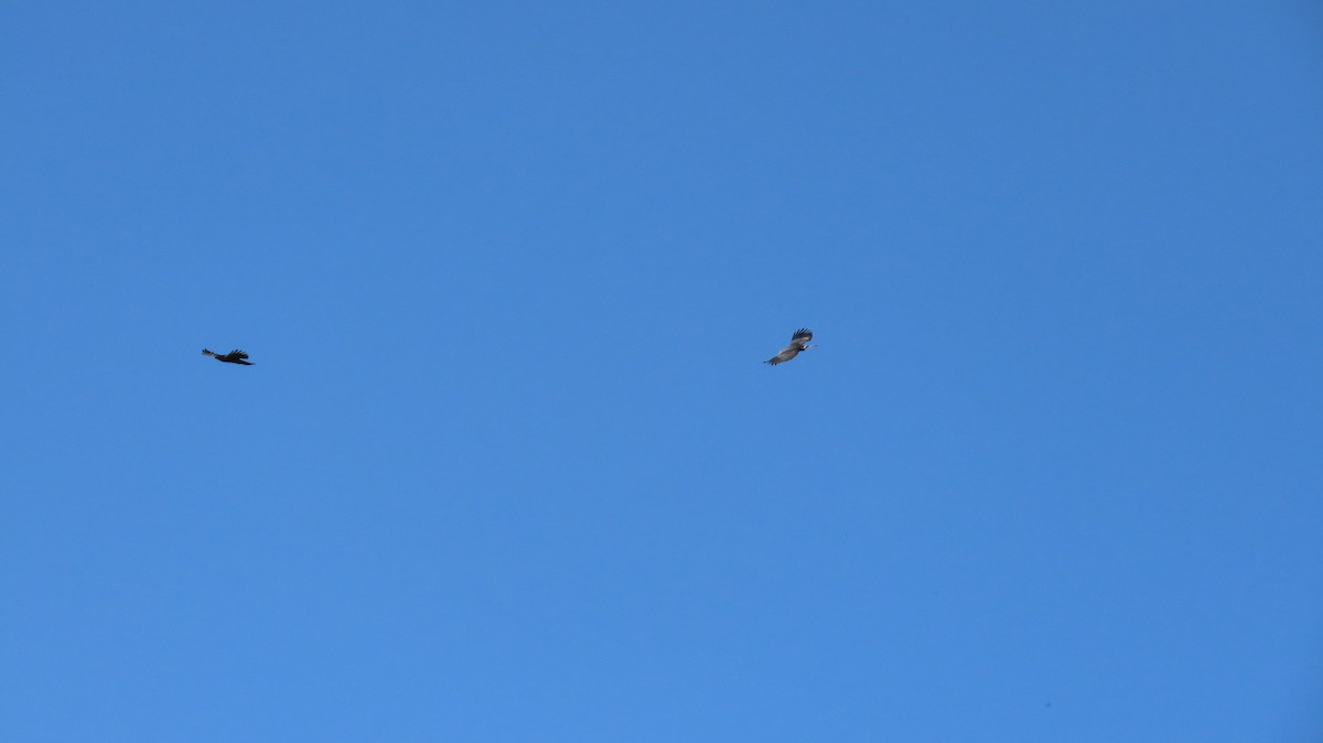 Hook-billed Kite - ML630348625