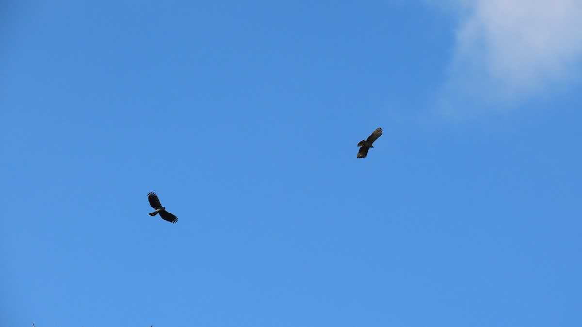 Hook-billed Kite - ML630348626