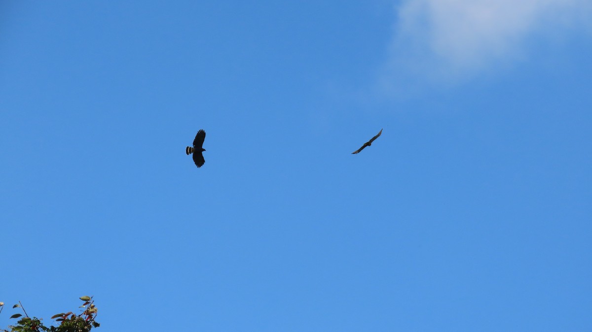 Hook-billed Kite - ML630348627